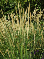 Herbes décoratives