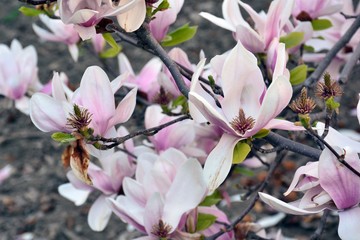 Flor rosada de magnolia en primavera