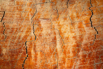 california redwood tree texture pattern