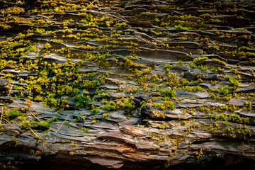 moss on stone california coast