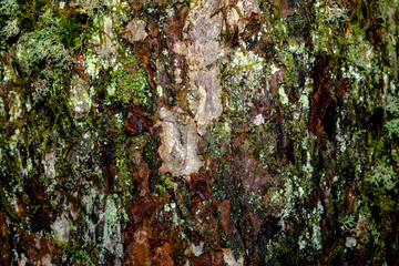 moss on tree california