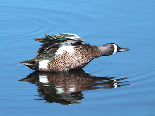 Green-winged Teal Duck Stretching on a Lake