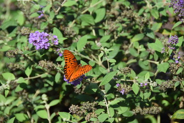 butterfly on a flower