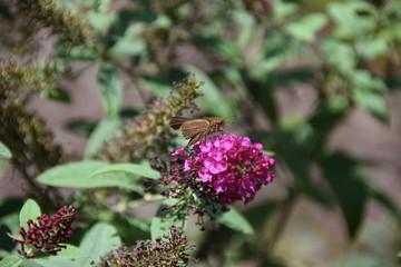 butterfly on pink flower