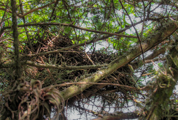 nest in the tree