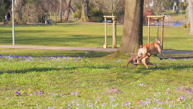 Two Boxer dogs playing and Boxing