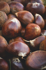 Obraz premium Fresh chestnut close up in for an autumn day