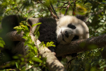 panda on tree