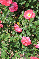 Garden ground cover rose