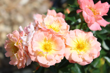 garden ground cover roses