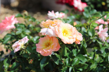 garden ground cover roses