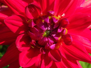 Cœur de dahlia rouge © CenedraBarak
