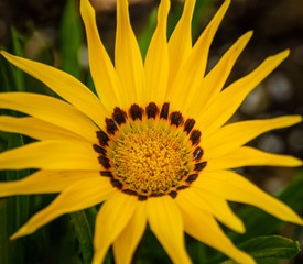 Closeup of African Daisy