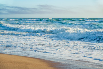 Stormy ocean, sandy beach, flying bird. Beautiful seascape, California Coast