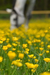 Obraz premium White horse in yellow buttercup field