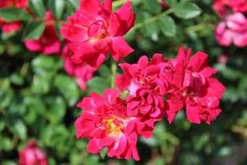 garden ground cover roses