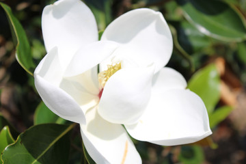 Magnolia bloom