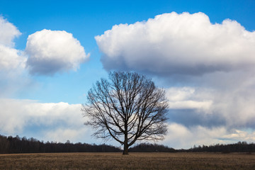 Obraz premium lonely tree in the field