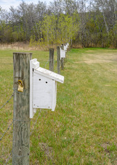 Big Valley, Alberta birdhouses designed for Rocky Mountain bluebirds