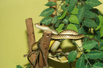 Obraz premium The Radiated Ratsnakes or Copperheas Rat Sanake