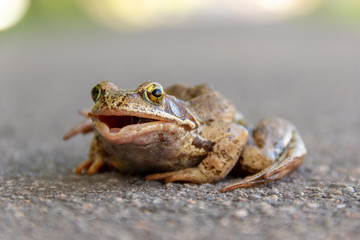 frog on the ground