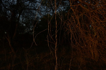 Paisaje flora y rio dulce santiago del estero