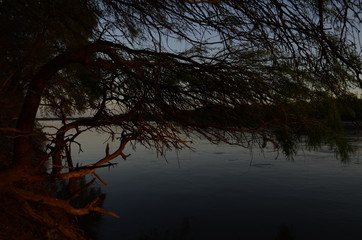 Paisaje flora y rio dulce santiago del estero