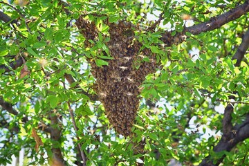 Swarm of Honey Bees, a eusocial flying insect within the genus Apis mellifera of the bee clade. Swarming Carniolan Italian honeybee on a plum tree branch in early spring in Utah. Formation of a new co