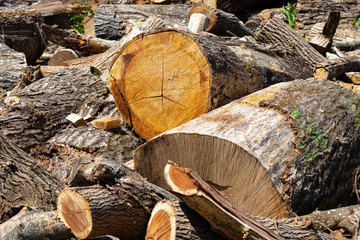 stack of logs