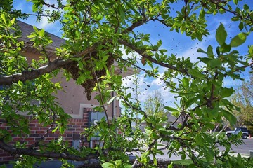 Swarm of Honey Bees, a eusocial flying insect within the genus Apis mellifera of the bee clade. Swarming Carniolan Italian honeybee on a plum tree branch in early spring in Utah. Formation of a new co