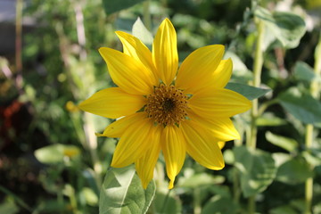 Obraz premium Petit tournesol