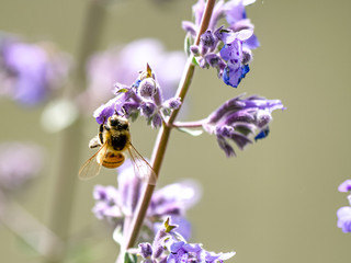 Macro view of a honey bee collecting nectar and pollen from a purple flower