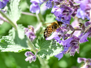 Honey bee collecting nectar and pollen from a purple flower - macro