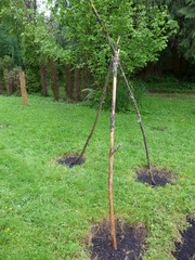 teepee for pole beans