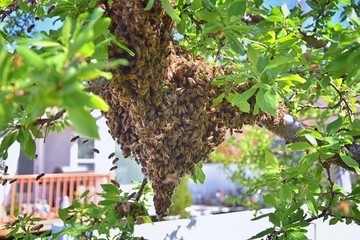 Swarm of Honey Bees, a eusocial flying insect within the genus Apis mellifera of the bee clade....