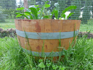 half oak barrel container garden