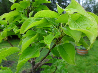 Pear Tree leaves close up