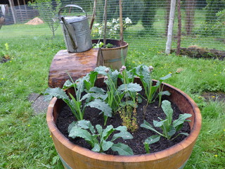 half oak barrel for container gardening
