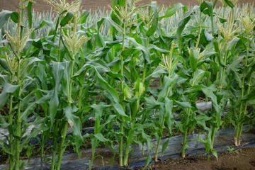 作物、真夏のたわわに実ったトウモロコシ畑