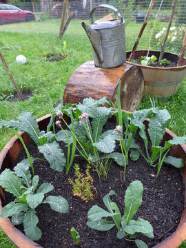 Half Oak Barrel For Container Gardening
