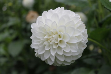 Dahlia pompon