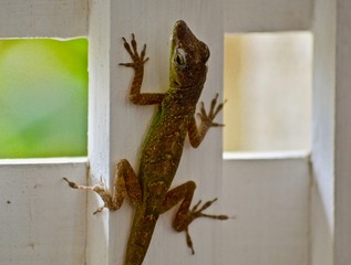 Lizard hanging out
