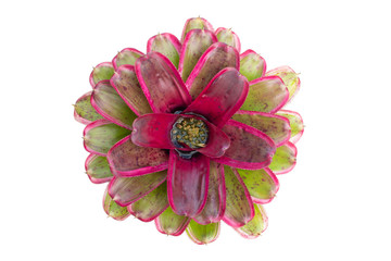 Bromeliad isolated on white background