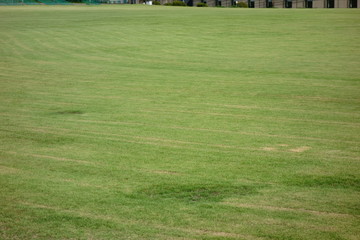 眩しいよく手入れされたフィールドの緑豊かな芝生