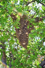 Swarm of Honey Bees, a eusocial flying insect within the genus Apis mellifera of the bee clade. Swarming Carniolan Italian honeybee on a plum tree branch in early spring in Utah. Formation of a new co