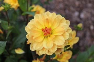 Dahlia orangé