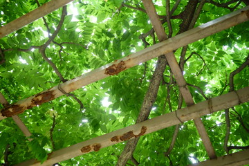 真夏の涼し気な、ツタの葉の自然の日除けブラインド