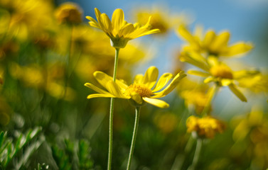 Yellow chamomile flowers on blue sky background. Simple modern floral concept, closeup, nature texture.
