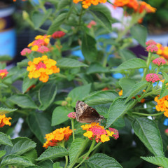 Butterfly pollinating on Orange Pink Lantana