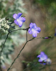Purple wild flowers, woodland geranium. Floral simple concept with nature background and aesthetic bokeh.